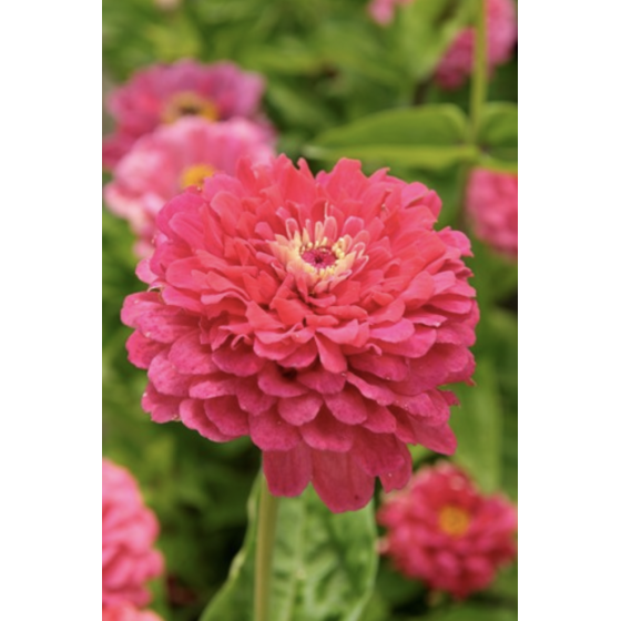 Cinnijas Exquisite 1g