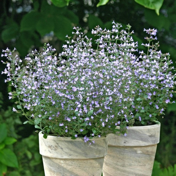 Kalnamētra (kaķumētra)...