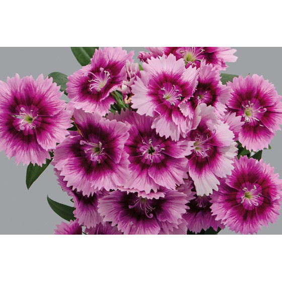 Neļķes hibrīdās Chiba...