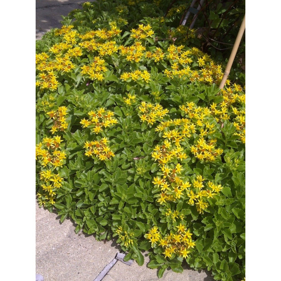 Sedum selskianum 'Spirit' 250s