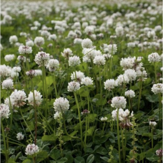 Baltais āboliņš 1kg