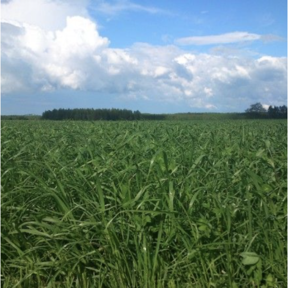 G-2 Zālāju maisījums...