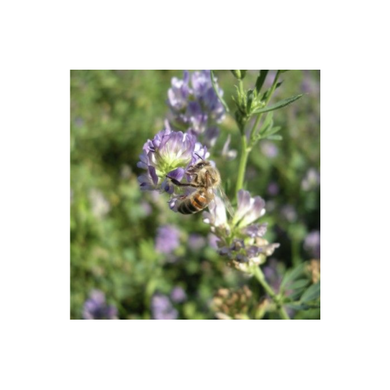 P3 - Zālāju sēklu maisījums...