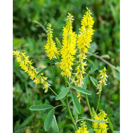 Dzeltenais amoliņš 1kg