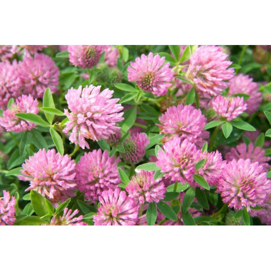 Āboliņš sarkanais ARIJA 1kg