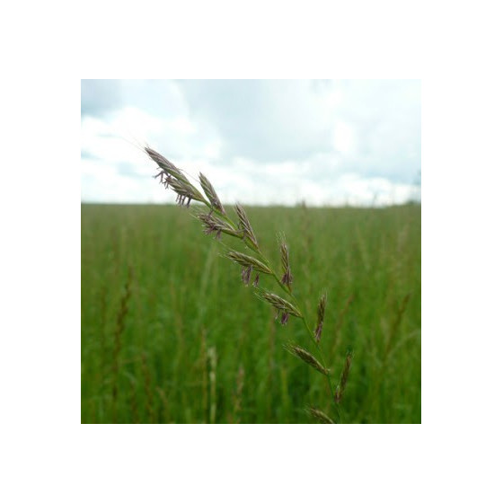 Viengadīgā airene 1kg