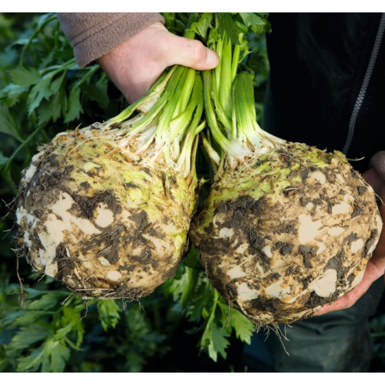 Selerijas sakņu ELENA F1 0,1g