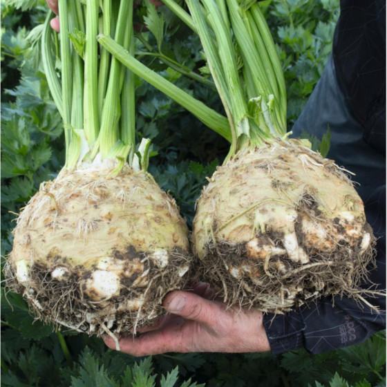 Selerijas sakņu DIAMANT F1...