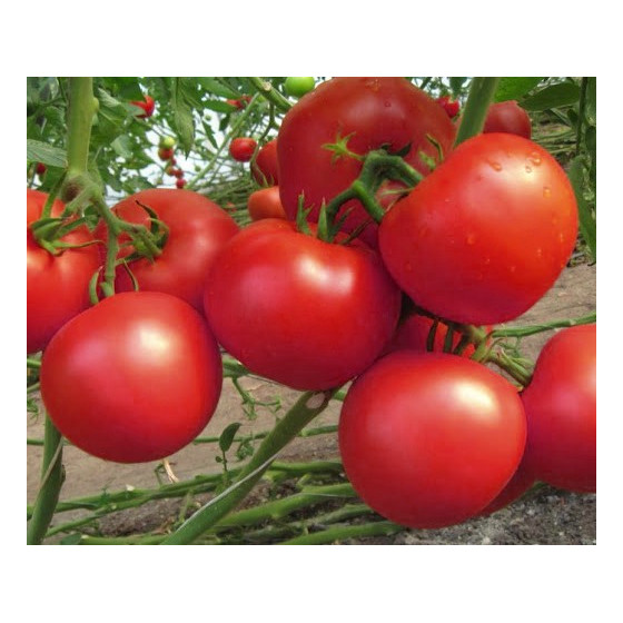 Tomātu sēklas Hector F1...