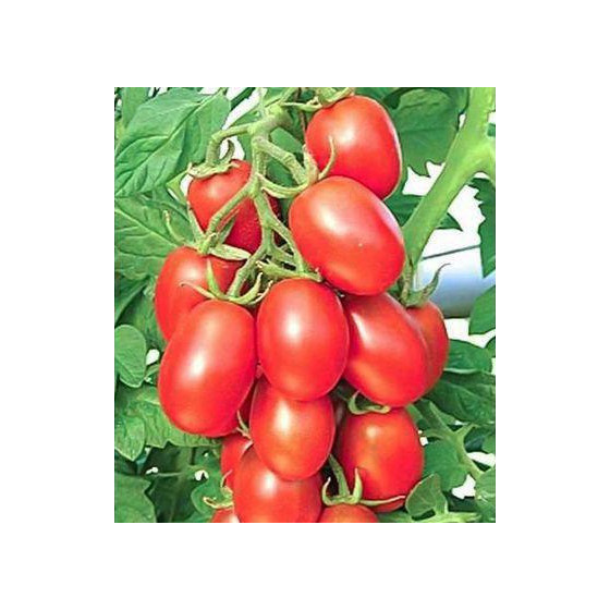 Tomātu sēklas SALUS F1...