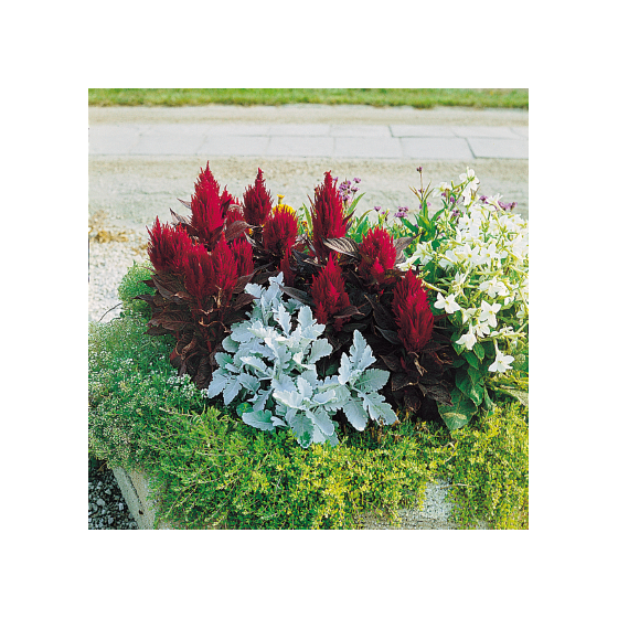 Celozija spalvu New Look 250s.