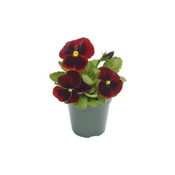 Atraitnītes lielziedu...