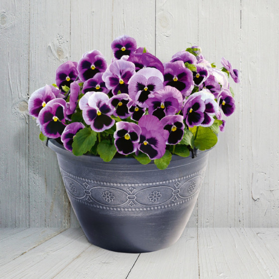 Atraitnītes lielziedu...