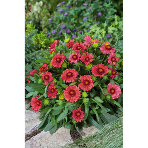 Gailardija lielziedu...