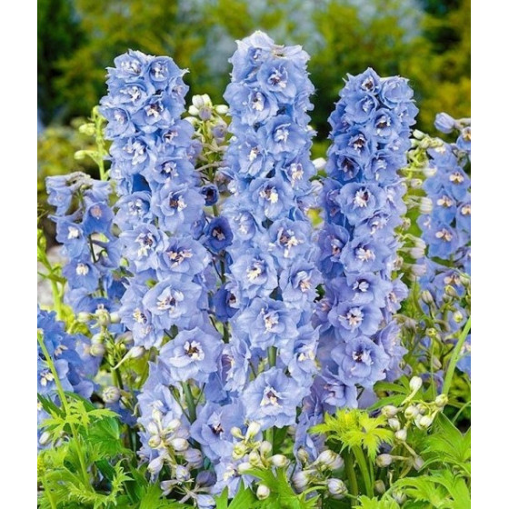 Delfīnijas augstās Magic...