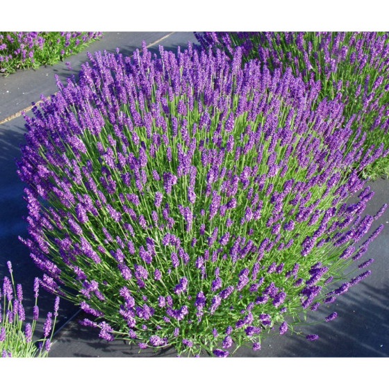 Lavanda "Hidcote Blue" 250...