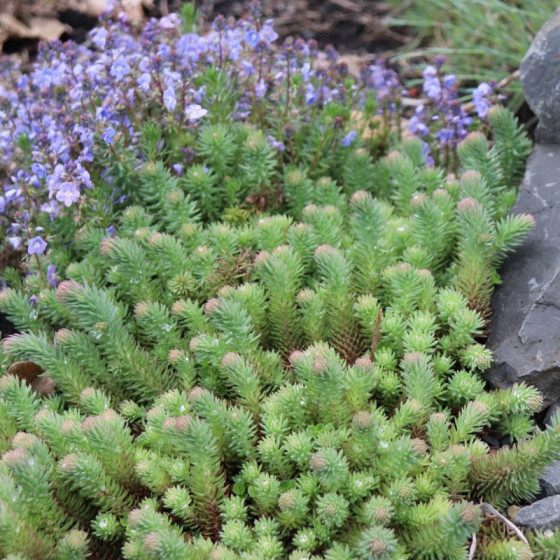 Forstera laimiņš Oracle 250...