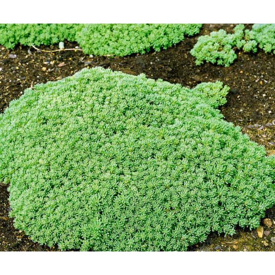 Sārtais laimiņš Lizard 250...