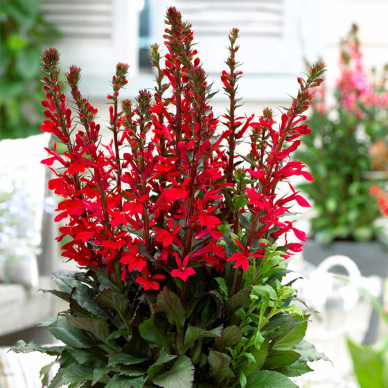 Lobēlija krāšņā Fan...