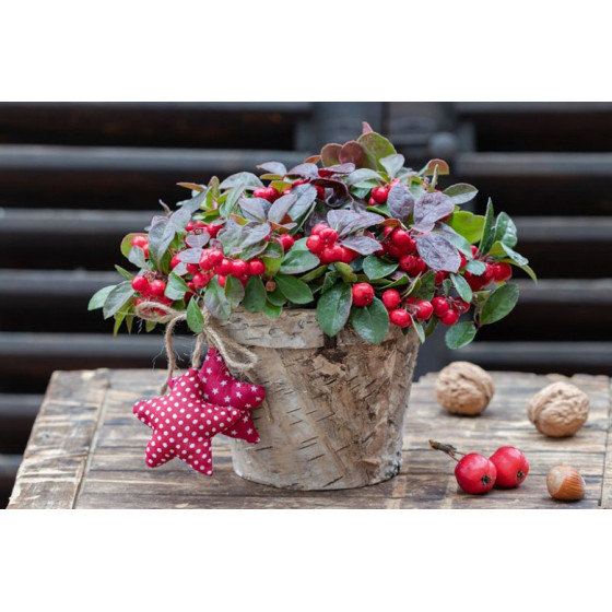 Ložņu goltjēra "Merry Berry...