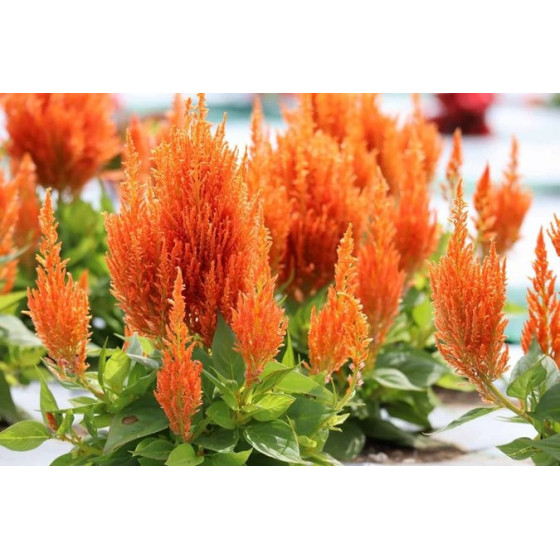 Celozija spalvu Fresh Look...