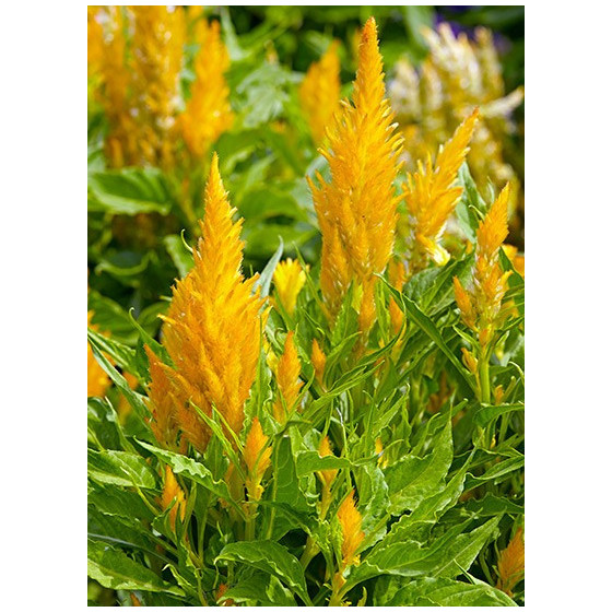 Celozija spalvu Fresh Look...