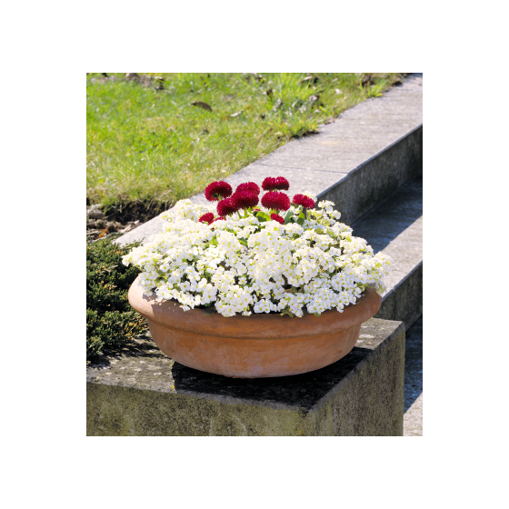 Arābe Kaukāza "Catwalk...