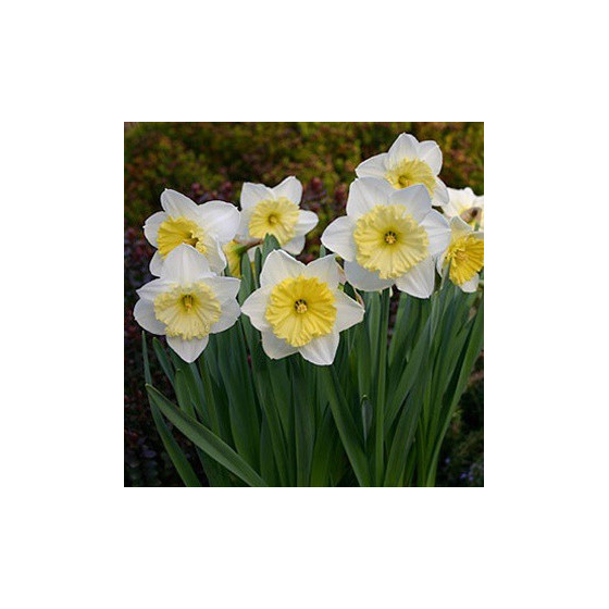 Narcise Ice Follies 4 gb...