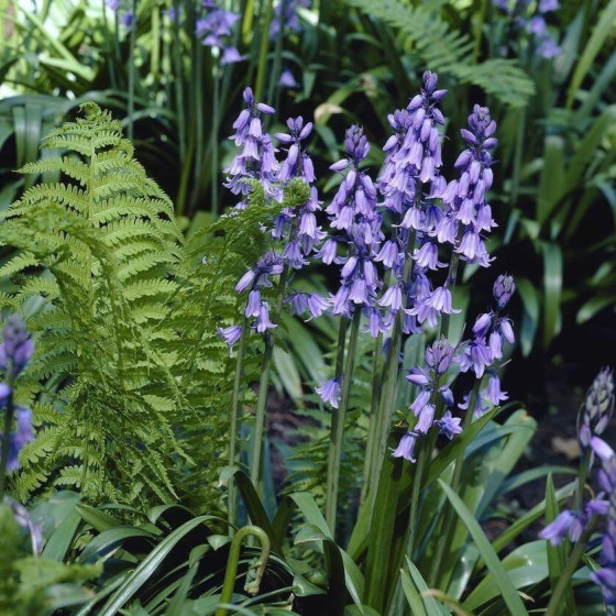 Sniedzītes Campanulata Blue...