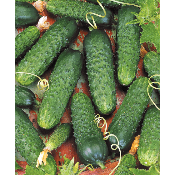 Gurķi Director F1 1000s