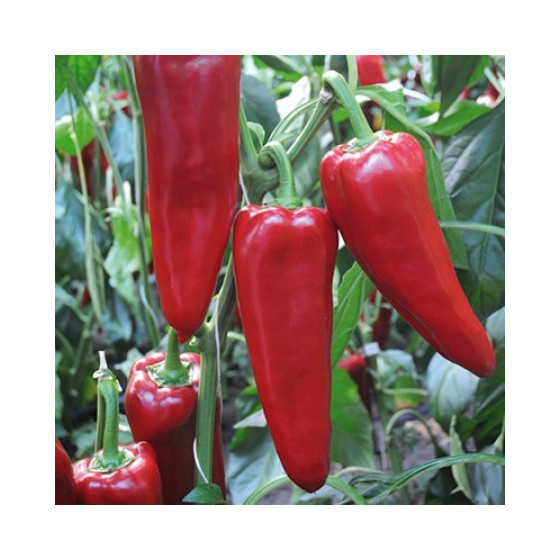 Paprika Porteca F1 100 sēklas