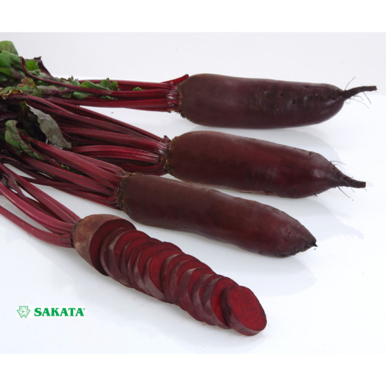 Bietes cilindriskās RODINA...