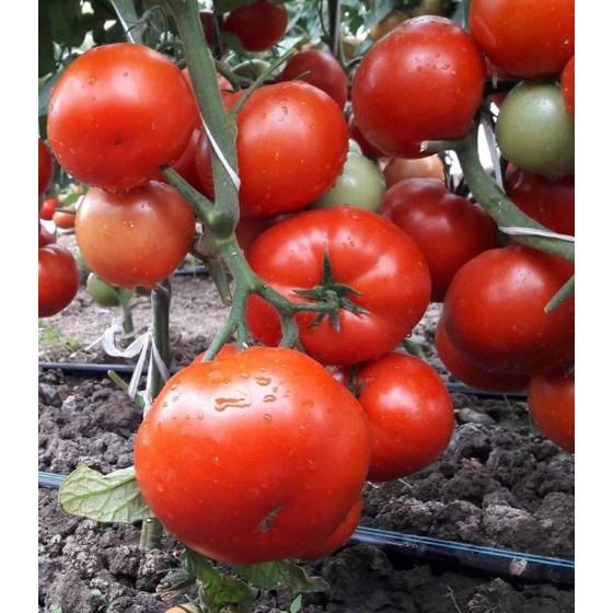 Tomāti Kaponet F1 10 sēklas