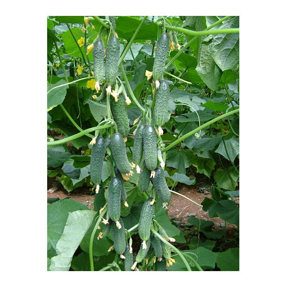 Gurķi Cantara RZ F1 (100...