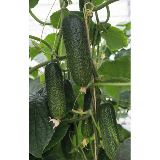 Gurķi Alpaka F1 250 sēkl.