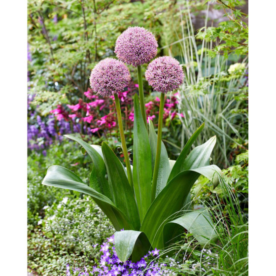 Dek. sīpols Lucky Balloons 1gb