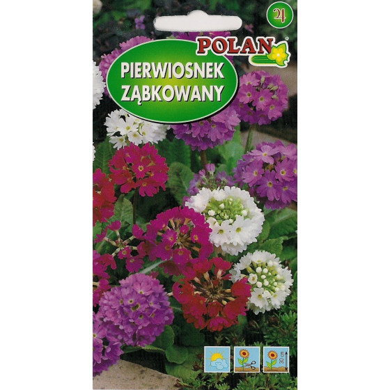 Prīmula zobainā maisījums...