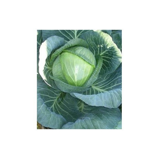 Kāposti Rinda F1 (30s)