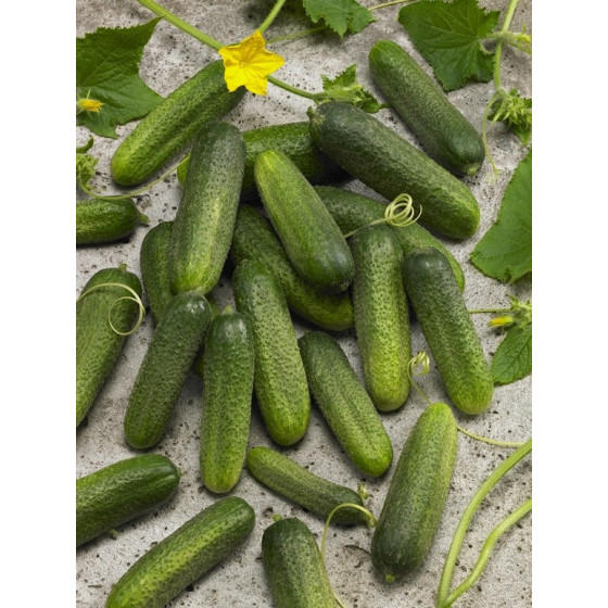 Gurķi Corentine F1 (250s)