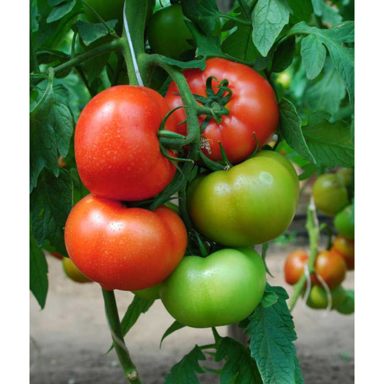 Tomātu sēklas Rally F1 1000s.