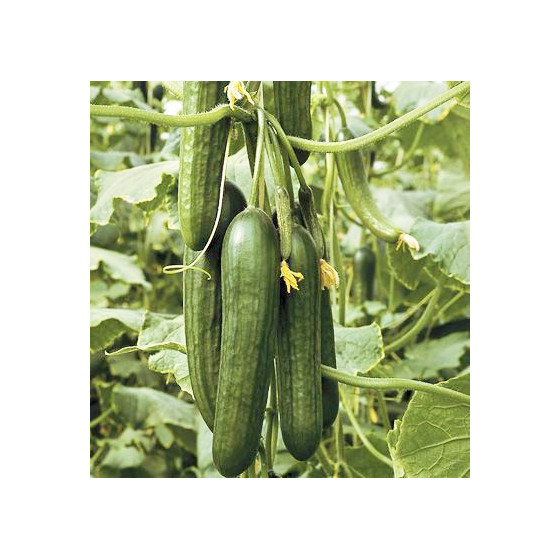 Gurķi Katrina F1 (100 sēklas)