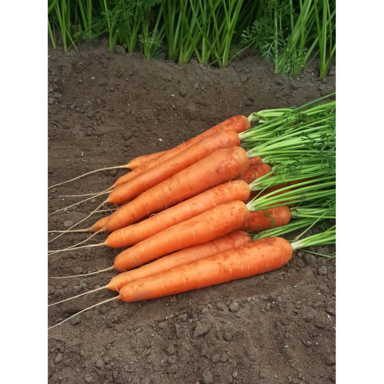 Burkāni Speedo F1 1g...