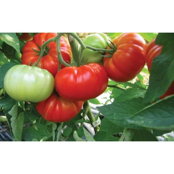 Tomāti Buffalosteak F1 10s