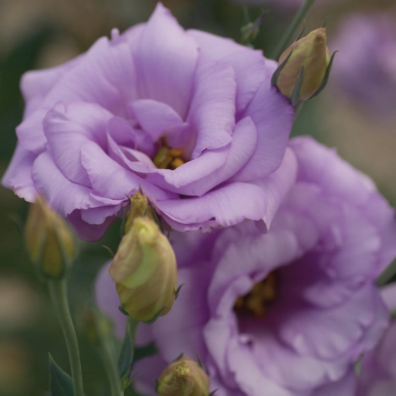 Lizante (Eustoma) Mariachi...
