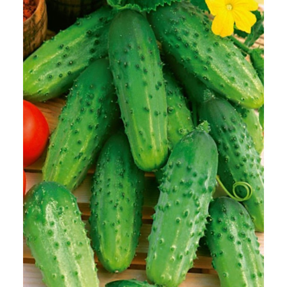 Gurķi Zefir F1 100g