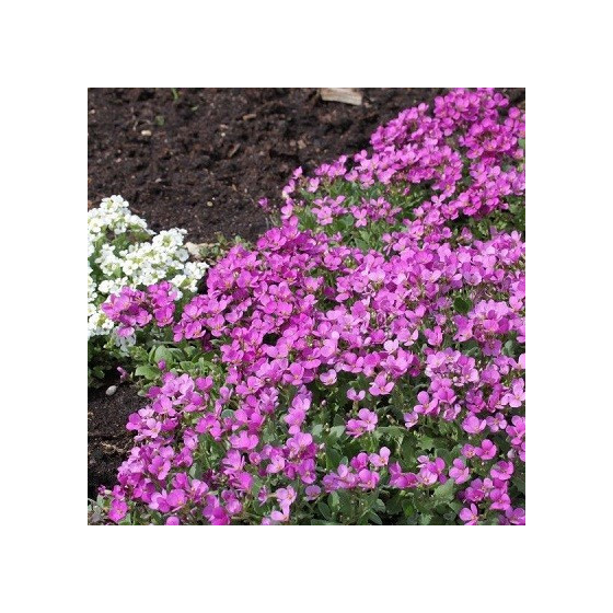 Arābe Kaukāza "Catwalk...