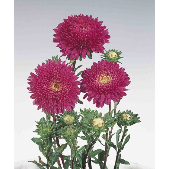 Asteres ķīnas Standy...