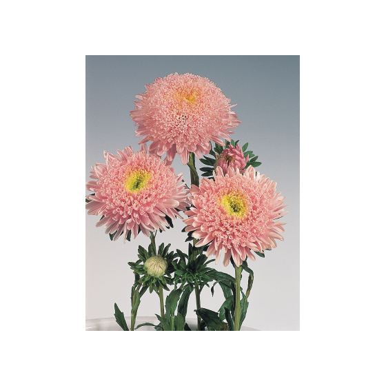 Asteres ķīnas Standy Light...