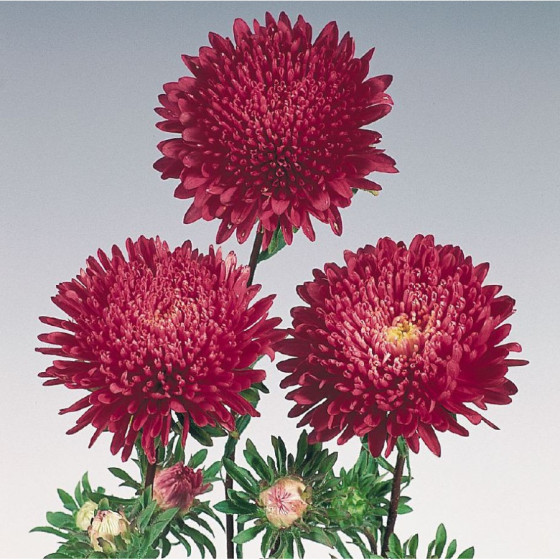 Asteres ķīnas Standy Red 50...