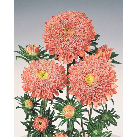 Asteres ķīnas Standy Salmon...